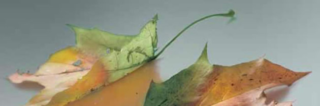 Efecto de la atención paliativa en el sufrimiento de los adultos mayores al final de la vida.