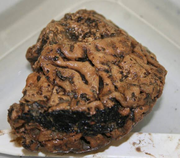 cerebro_2500_anios_conservado