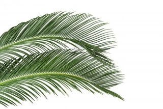Palmeras