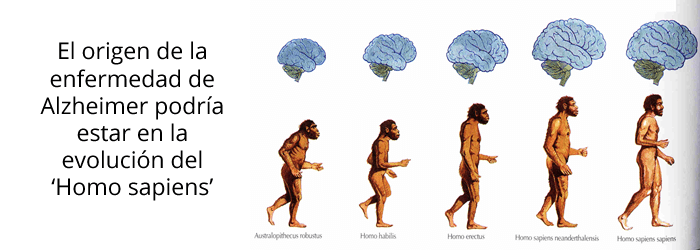 Homo Sapiens: evolución y alzhéimer
