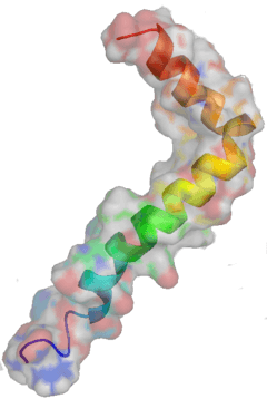 Superficie y estructura secundaria del beta-amiloide (Wikipedia)