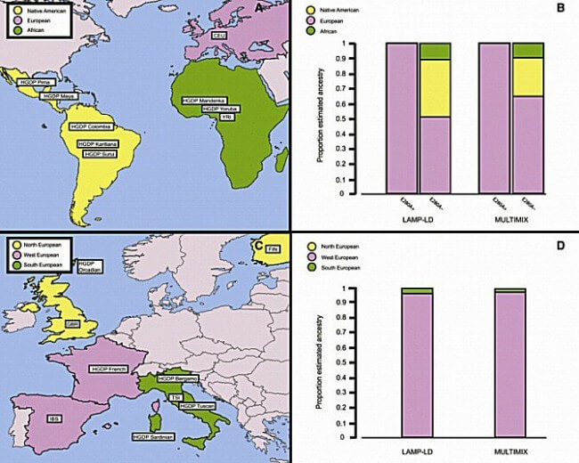 Los autores del estudio han comprobado que la antigüedad y el origen geográfico de la mutación E280A concuerdan con la hipótesis de que fue llevada a Colombia por una única persona, al parecer un varón español, en la época en que los Conquistadores españoles comenzaron a colonizar Colombia. (Imagen: UCSB)
