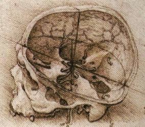 Dibujo de un cráneo humano realizado por Leonardo da Vinci (Fuente: Wikipedia)