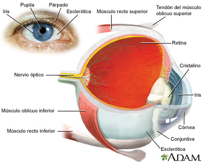 Imagen: nlm.nih.go