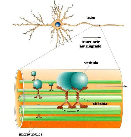 Esquema que muestra el desplazamiento de una vesícula sináptica hacia la sinapsis, para transmitir mensajes