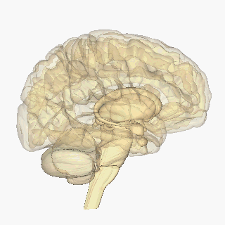 Diagnosticar Demencia Senil no es correcto. Rotating_brain-1animacion-cerebro
