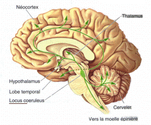 Identificada la 'zona crítica' del Alzheimer en el cerebro De Diego69 - http://www.baillement.com/anatomie/systemes.html, CC BY-SA 3.0, https://commons.wikimedia.org/w/index.php?curid=9446628