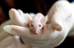 Vuelven los antiinflamatorios en un estudio con ratones