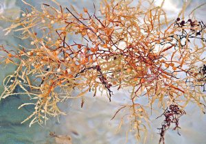 Más sobre el Nuevo Farmaco Contra el Alzheimer - Oligomannate